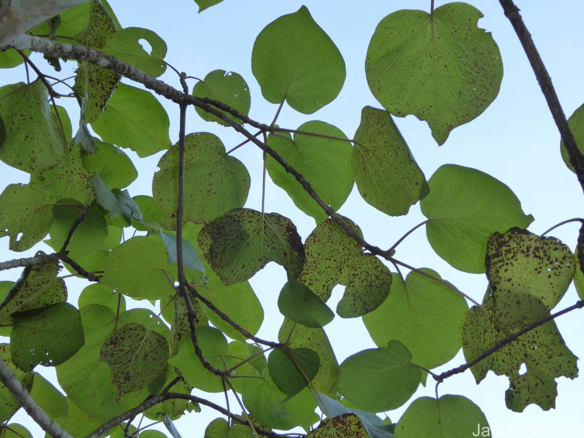Adina cordifolia (Roxb.) Brandis